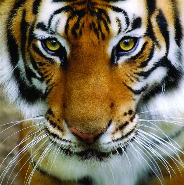 Сергей Картышов