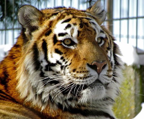 Kcюша Таушанкова