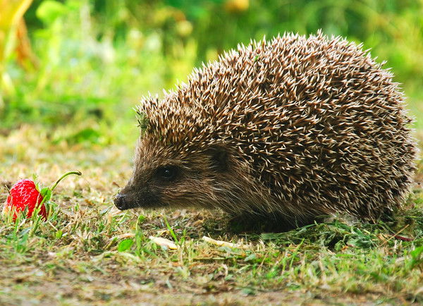 Екатерина Шагарова