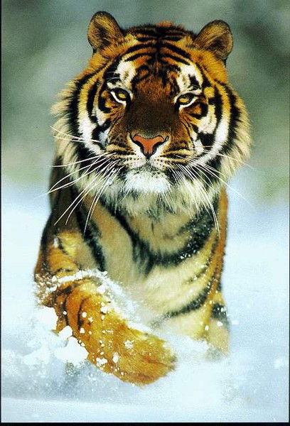 Ольга Япрынцева