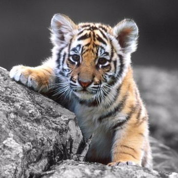 Юлия Зайцева