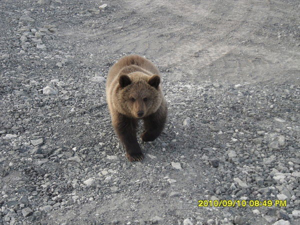 Андрей Громов