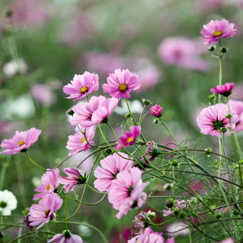 Елена Прекрасная