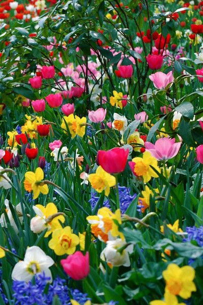 Молдир Ашир