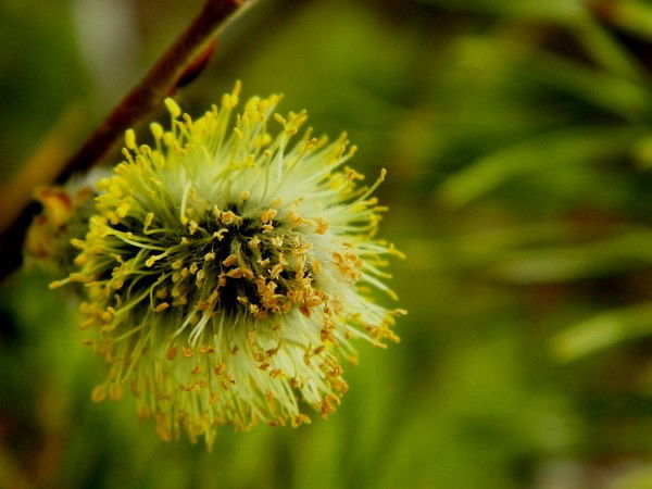 Светлана Старцева