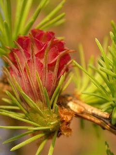 Кулзада Далекенова