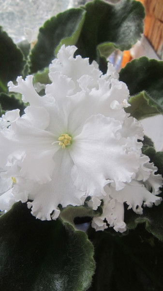 Юлия Панчулова