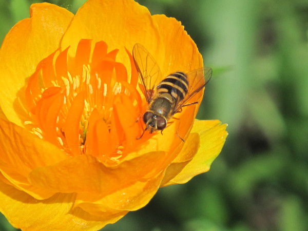 Валентина Марголина