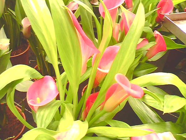 Анастасия Ефимович