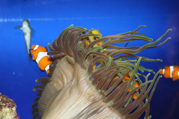 Владимир Солодухин