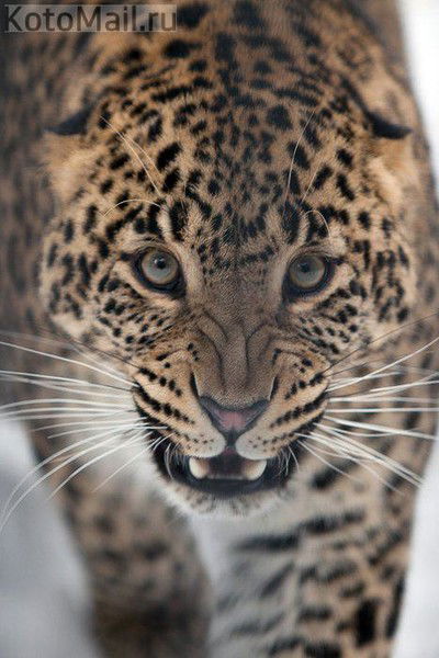 Инесса Царенко