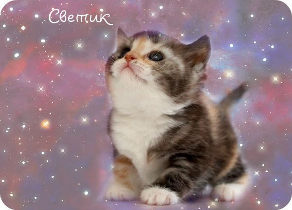 Светик ??????????????