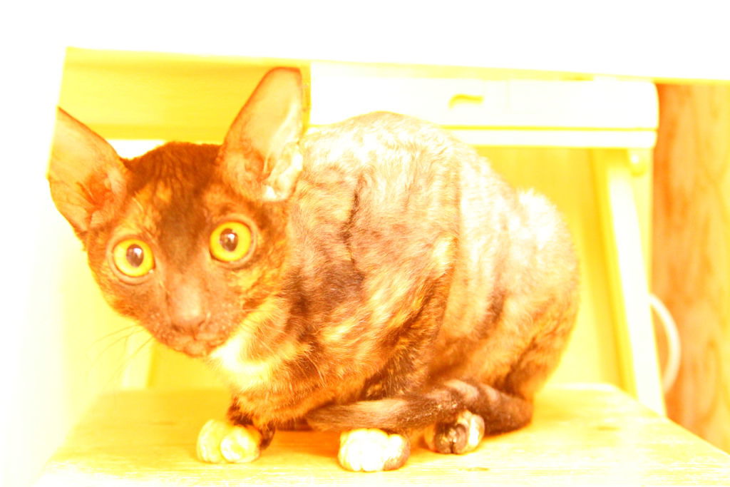 Тимофей Абрамовских