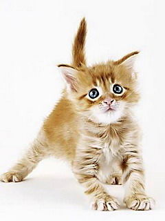 Инна Андросович