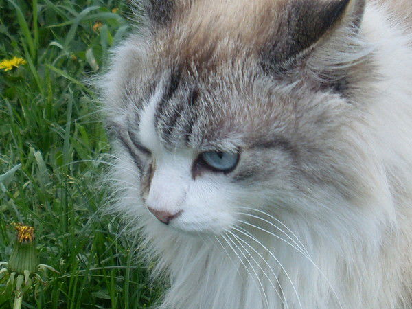 Галина Петрова