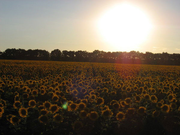 Евгения Золотова