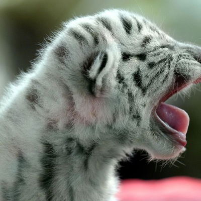 Алина Гаранина