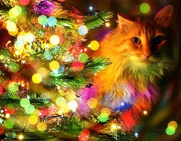 Олег Бухарин