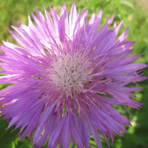 Юлия Контява