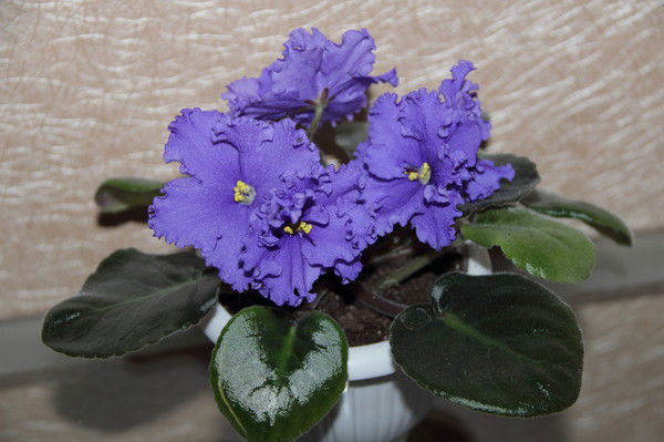 Алла Марченко