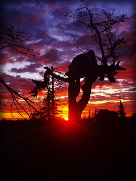 Елена Абрамова