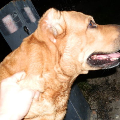 Лис Васильев