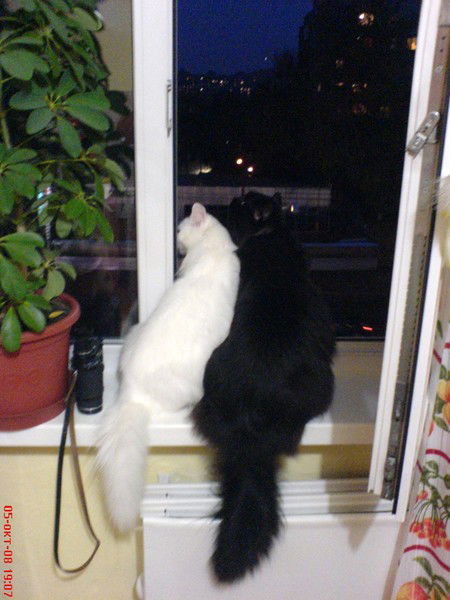 Яна Андреева