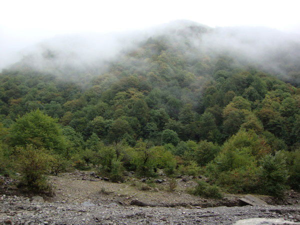 Эльшад Гулиев