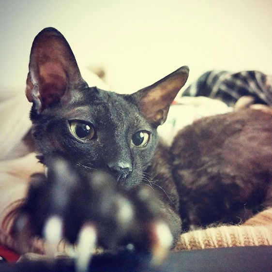 Елена Армеро