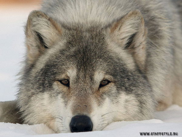 Марк Марков