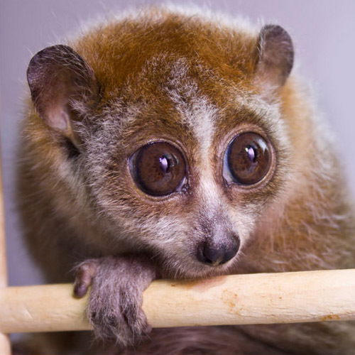 Виктор Лори