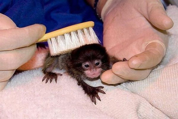 Елена Рябова