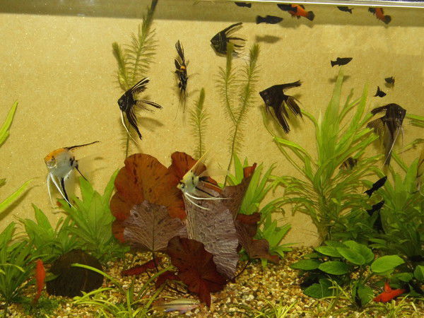 Ольга Борисова