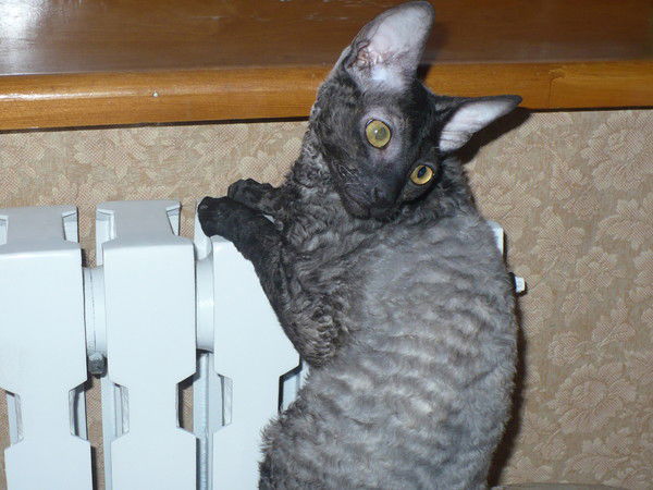 Татьяна Куротчик