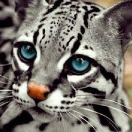 Юрий Дрегваль