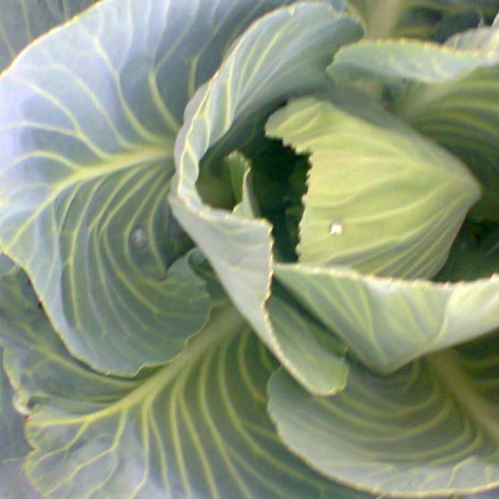 Таня Литвяк