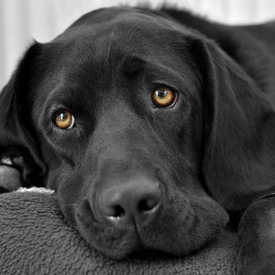 Андрей Тарасёнок