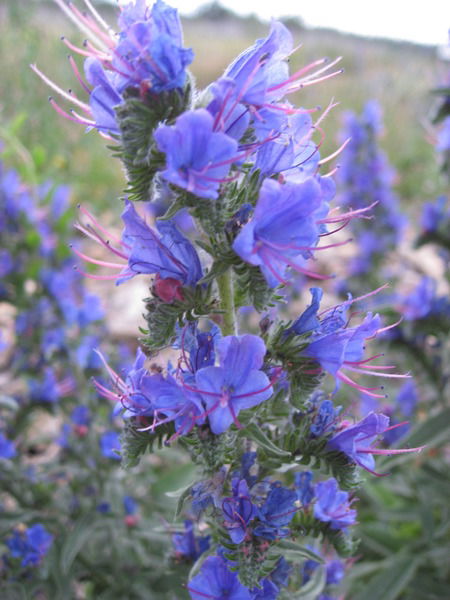 Виталий Гетман