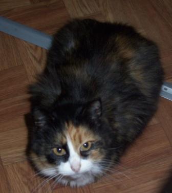 Саша Соколов