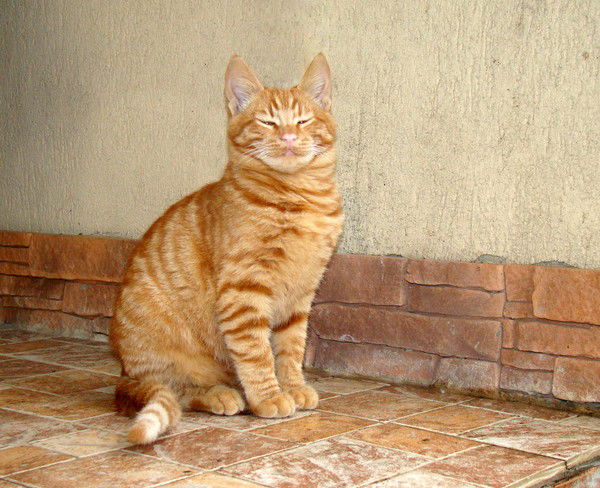 Михаил Николаевич