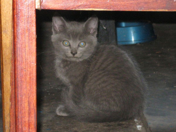 Роман Сапрунов