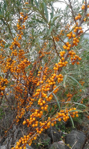 Гульжиан Жанакова