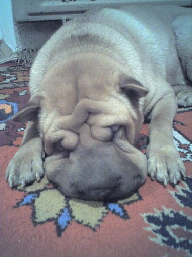 Толик Толик