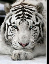 Антон Пармон