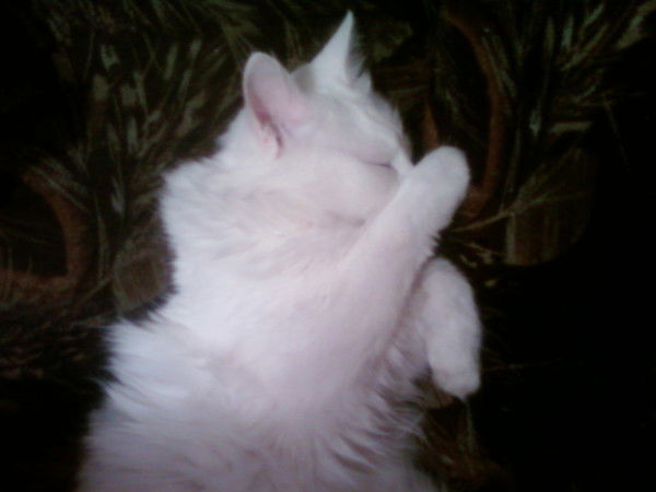 Галина Трошкина