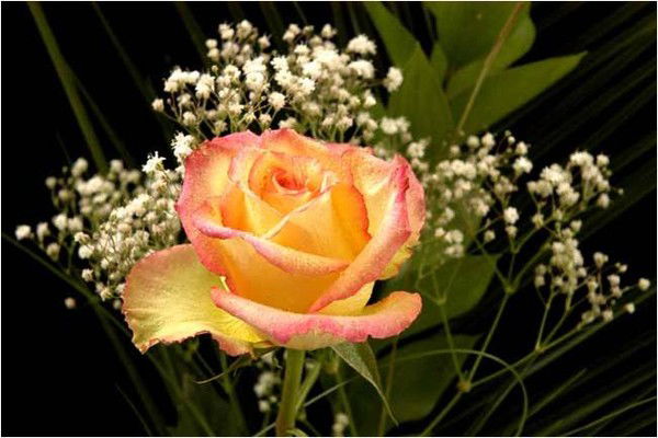 Светлана Библиотека