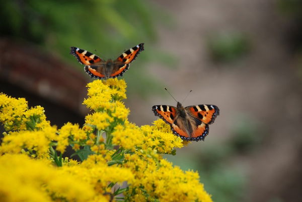 Марина Тимофеева