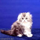 Светлана Поташкина