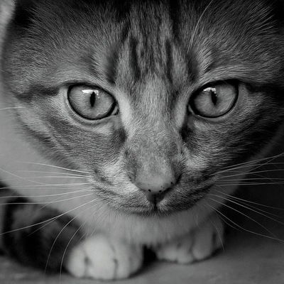 Макс Головенькин