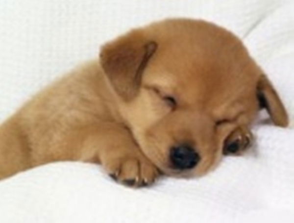 Карлыгаш 7777